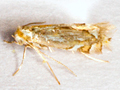 Phyllonorycter hostis
